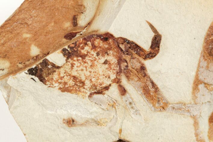 Partial, Miocene Pea Crab (Pinnixa) Fossil - California #205068